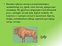 Зубр