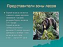 Представители зоны лесов