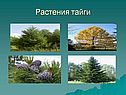 Растения тайги