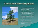 Самое долговечное дерево