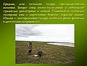 Средняя, или типичная тундра преимущественно моховая