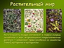 Растительный мир
