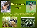 Животный мир