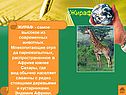 Жираф