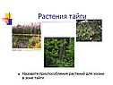 Растения тайги