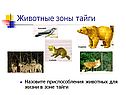 Животные зоны тайги