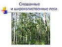 Смешанные и широколиственные леса