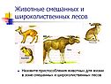 Животные смешанных и широколиственных лесов