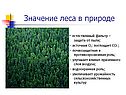 Значение леса в природе