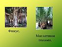 Фикус