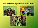 Животные тропического леса