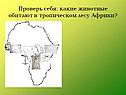 Какие животные обитают в тропическом лесу Африки