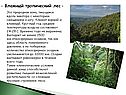 Влажный тропический лес -