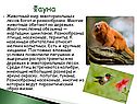 Фауна