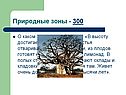 О каком растении идет речь