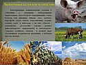 Экономика: сельское хозяйство