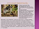 Русская выхухоль