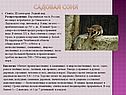 Садовая соня