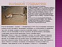 Большой тушканчик