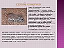 Серый хомячок