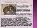 Хомячок Эверсманна