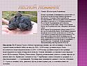 Лесной лемминг