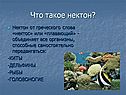Что такое нектон