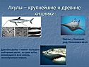 Акулы