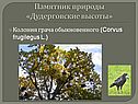 Колония грача обыкновенного