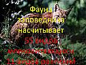 Фауна заповедника насчитывает 55 видов млекопитающих