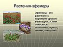 Растения-эфемеры