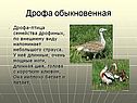 Дрофа обыкновенная