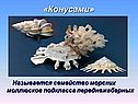 Семейство морских моллюсков подкласса переднежаберных