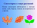 Симметрия в мире растений