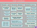 Человек и информация