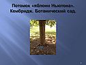 Потомок «яблони Ньютона»