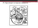 Круговорот углерода в природе
