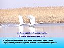 За Непрядвой лебеди кричали, И опять, опять они кричат…
