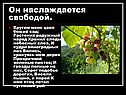 Он наслаждается свободой