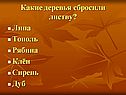 Какие деревья сбросили листву