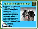 Клоки шерсти