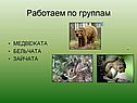 Медвежата